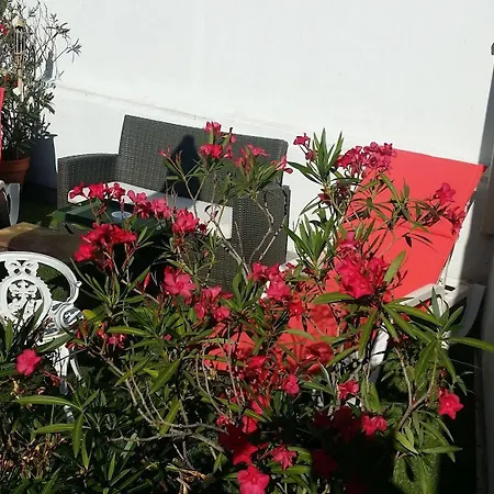 Alan Robert's Cannes